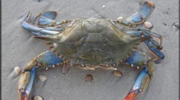 В Черном море нашли голубого краба