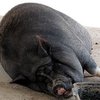 Полиция США расследует причины ожирения домашней свиньи