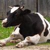 Корова-самоубийца едва не задавила собой супружескую пару