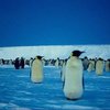 Королевских пингвинов посчитают из космоса