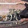 Американец провел 45 минут в ванне с гремучими змеями