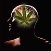 Человеческий мозг действует как марихуана
