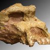 Найдены останки неизвестного вида приматов возрастом в 10 миллионов лет