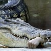 Во Вьетнаме крокодилов-беглецов ловят целыми армейскими подразделениями