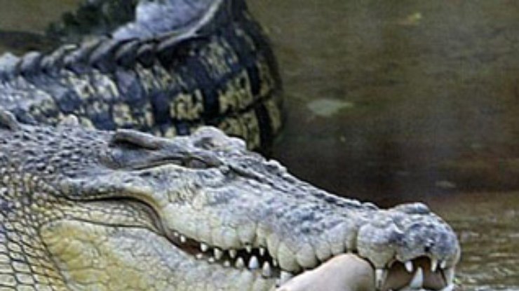 Во Вьетнаме крокодилов-беглецов ловят целыми армейскими подразделениями