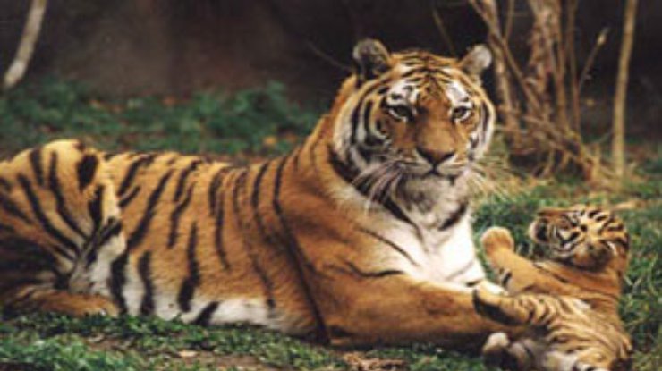 Амурский тигр целые сутки держал в заточении собирателей шишек