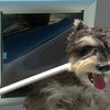 Тучный американец погиб, пытаясь пролезть в дом через вход для кошек