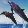 У побережья Африки выбросились на берег 300 дельфинов
