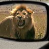 В США сбежавший лев напал на автомобили