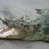 В Мариуполе наконец поймали сбежавшего крокодила