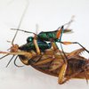 Удалось рассекретить механизм "зомбирования" осами других насекомых