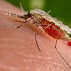 Малярию вылечат с помощью цветов
