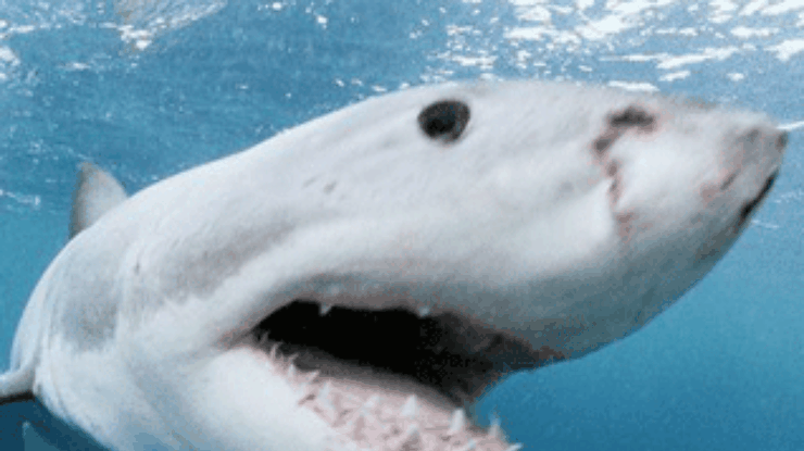 Австралиец "нокаутировал" акулу голыми руками