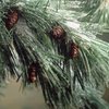 Ученые рассказали, как продлить жизнь новогодней елке
