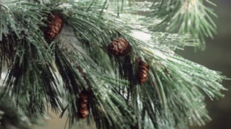 Ученые рассказали, как продлить жизнь новогодней елке