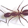 Аргентинские муравьи - новые завоеватели Калифорнии