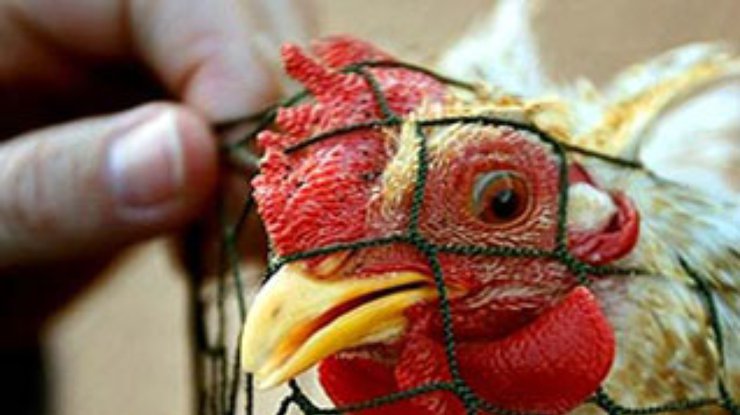 ВОЗ предупреждает о возможности передачи "птичьего гриппа"  от человека к человеку