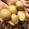 По календарю ООН наступил год картофеля