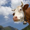В Британии зафиксировали случай гибели человека от коровьего бешенства