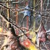 Нервные ткани восстановят с помощью волос