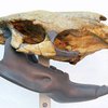 Найдены останки гигантского грызуна весом около тонны