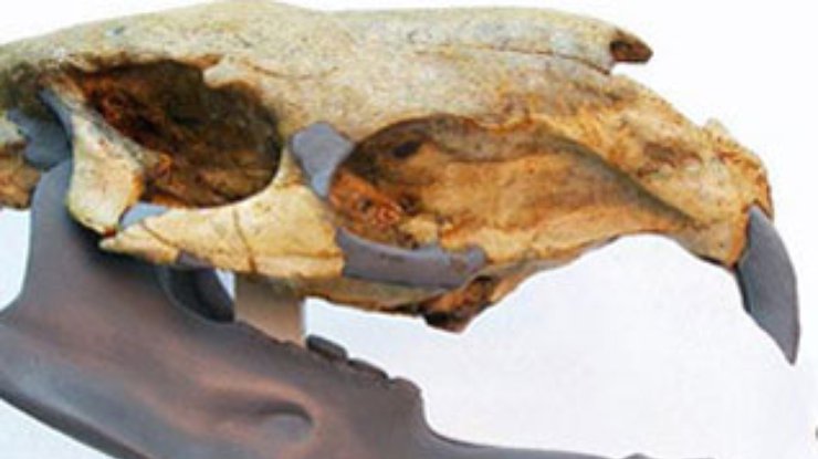 Археологи нашли останки крысы размером с автомобиль