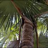 "Разрывом мозга" назвали ботаники найденную на Мадагаскаре пальму