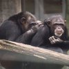 Человеческие болезни поражают и обезьян