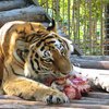 Посреди жилого квартала Киева нашли двух тигров