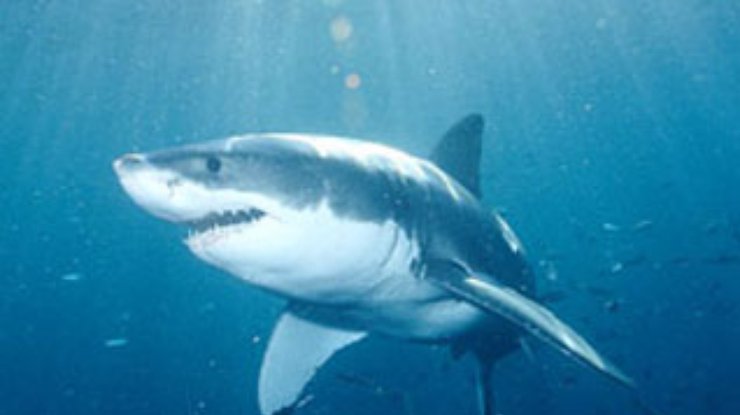 Ученые: В 2007 году увеличилось число нападений акул на человека