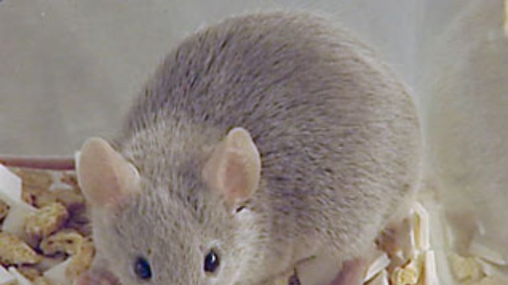 Ученые вылечили гемофилию у мышей