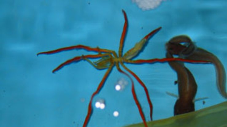 В Антарктике обнаружены пауки-гиганты