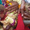 Гостями на свадьбе обезьян стали 3 тысячи человек