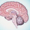 Ученые: Агрессивность подростков зависит от строения мозга