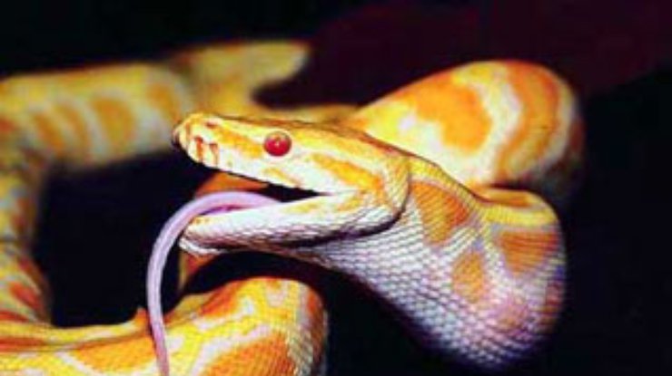 Психологи: Человек боится змей на подсознательном уровне