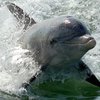 В США суд защитил права дельфинов и китов
