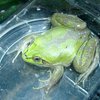 В слизи "удивительной лягушки" найдено лекарство от диабета