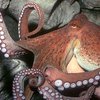 Ученые обнаружили необычного осьминога