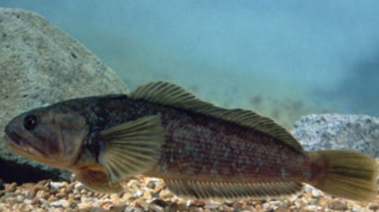 Ученые обнаружили рыбу, впадающую в спячку
