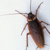 Ученые раскрыли секрет антигравитации тараканов
