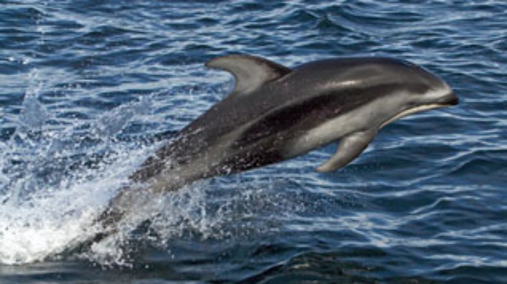 Дельфин спас от гибели двух китов