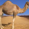 В ОАЭ состоится конкурс красоты среди верблюдов