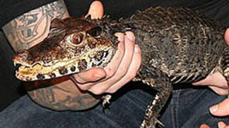 Защитник животных украл крокодила из жалости