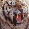 В китайском зоопарке тигр съел посетителя