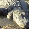Кровь аллигаторов будет использоваться для изготовления антибиотиков