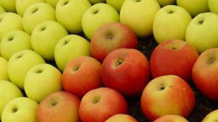 Яблоки уменьшают риск сердечно-сосудистых заболеваний