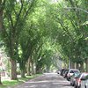 Озеленение города спасает детей от астмы