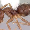 На Техас напали муравьи, поедающие компьютеры