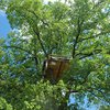 В Швеции открылся отель на дереве