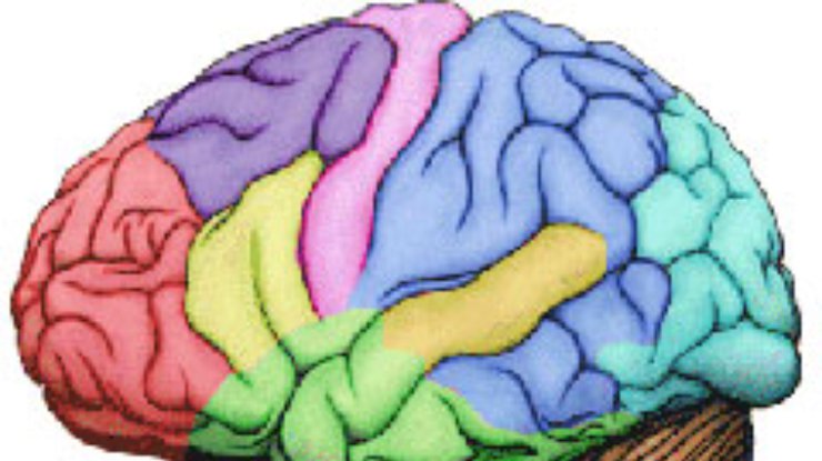 Ученые обнаружили участки мозга, отвечающие за пристрастие к наркотикам